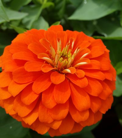 Zinnia Magellan Orange